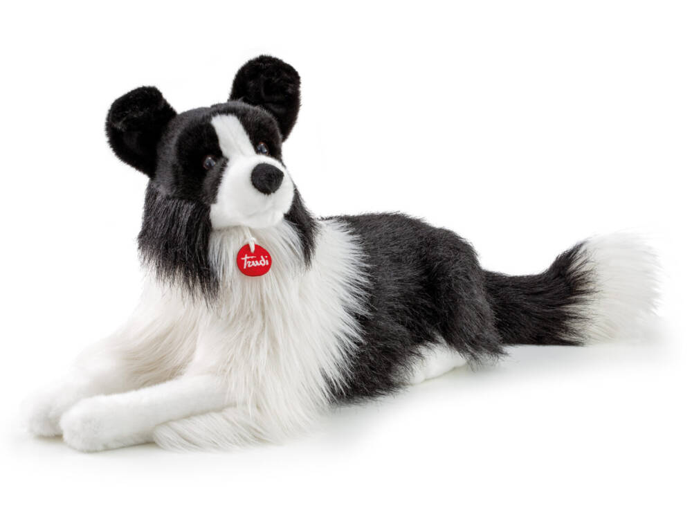 Border Collie Scott - immagine 6