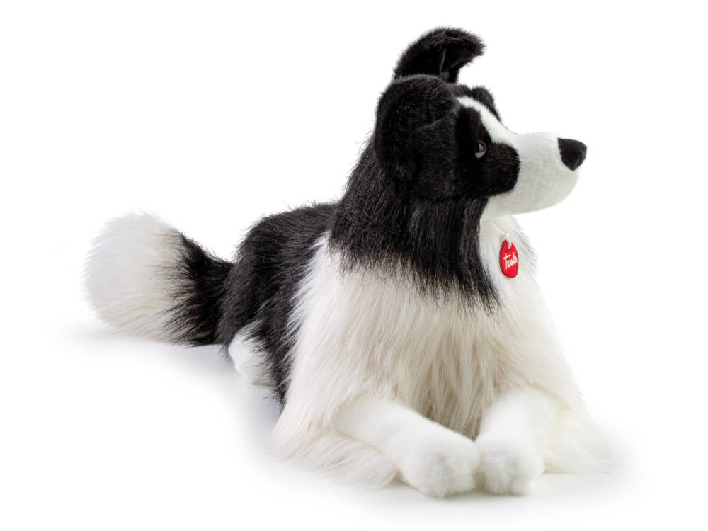 Border Collie Scott - immagine 8