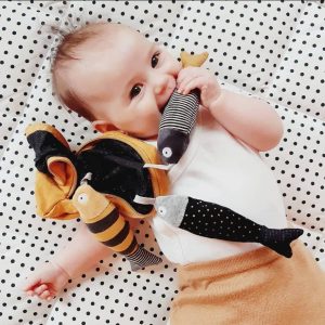 Scatola Attività Sardine