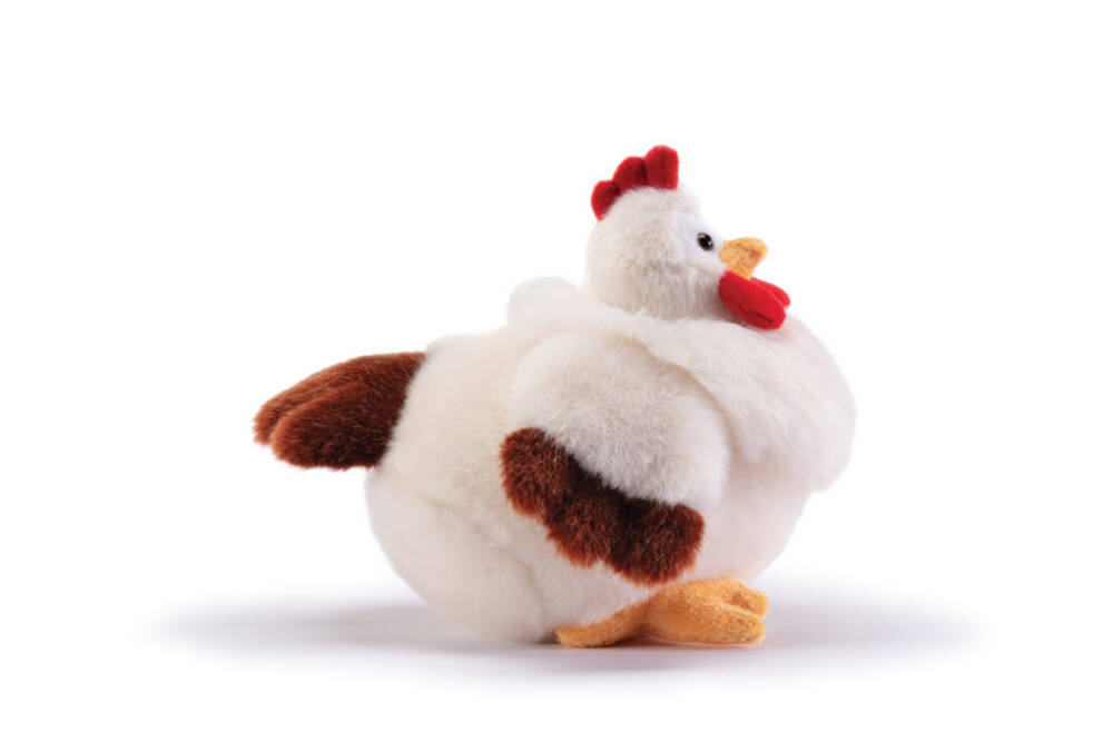 Gallina Daisy - immagine 5