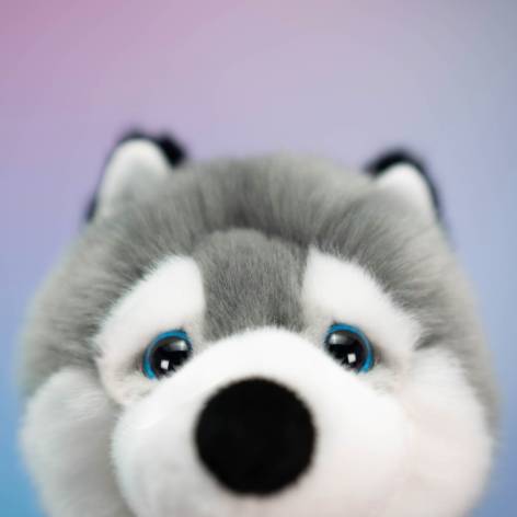 Husky Marcus - immagine 8